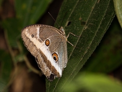 Dasyophthalma rusina