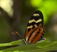 Mechanitis polymnia veritabilis