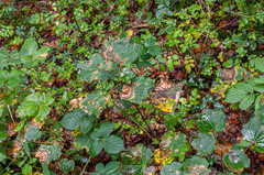 Cristulariella depraedans