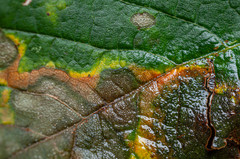 Cristulariella depraedans