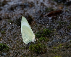 Pseudopieris nehemia