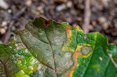 Cristulariella depraedans