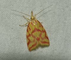 Hypercallia citrinalis