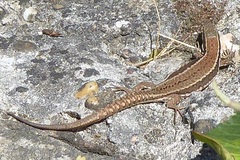 Podarcis muralis