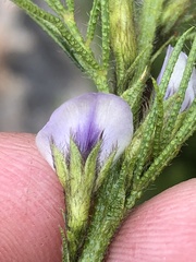 Psoralea kougaensis