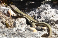 Podarcis muralis