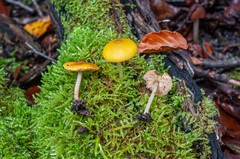 Pluteus chrysophaeus