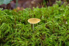 Pluteus chrysophaeus