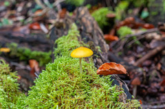 Pluteus chrysophaeus