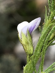 Psoralea kougaensis