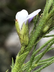 Psoralea kougaensis