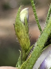 Psoralea kougaensis