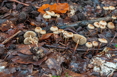 Marasmius torquescens