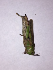 Chimarocephala pacifica