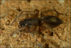 Porrhoclubiona leucaspis