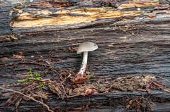Pluteus salicinus