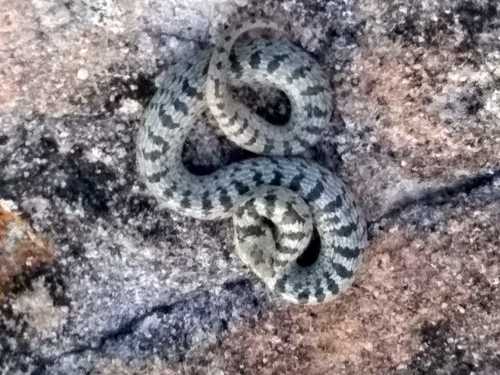 Large-blotched Tolucan Ground Snake