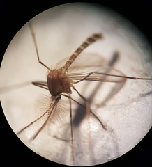 Culex pipiens molestus