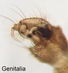 Culex pipiens molestus