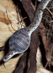 Common Egg Eater photo 5