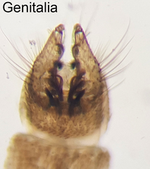 Culex pipiens molestus