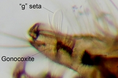 Culex pipiens molestus