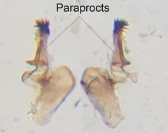Culex pipiens molestus
