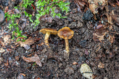 Cortinarius olivaceofuscus