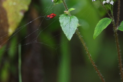 Leucauge licina