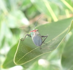 Sphictyrtus intermedius