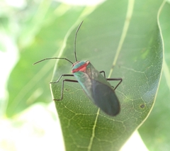 Sphictyrtus intermedius