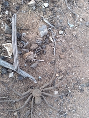 Sicarius thomisoides