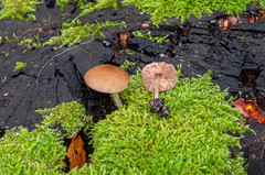 Pluteus phlebophorus