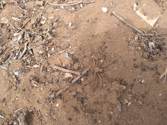 Sicarius thomisoides