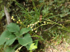 Luzula forsteri