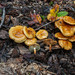 Pholiota lucifera - Photo (c) Nicolas Schwab, some rights reserved (CC BY-NC), uploaded by Nicolas Schwab