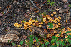 Pholiota lucifera