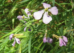 Raphanus sativus