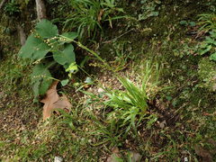 Luzula forsteri