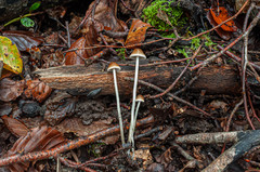 Psathyrella gracilis