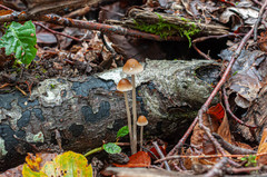 Psathyrella gracilis