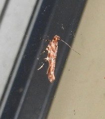 Pyroderces aellotricha