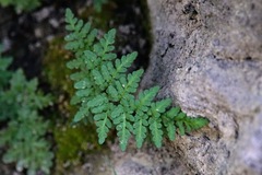 Oeosporangium