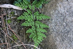 Oeosporangium