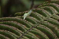 Gaeotis nigrolineata