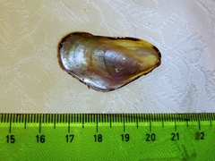 Modiolus barbatus