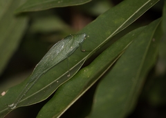 Anaulacomerina