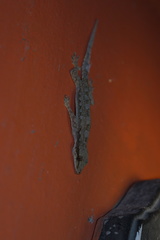 Hemidactylus platyurus