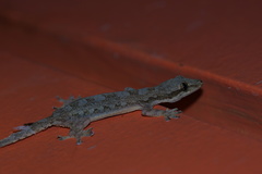 Hemidactylus platyurus