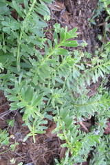 Myoporum parvifolium